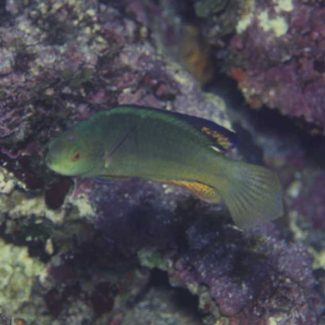 Cirrhilabrus melanomarginatus